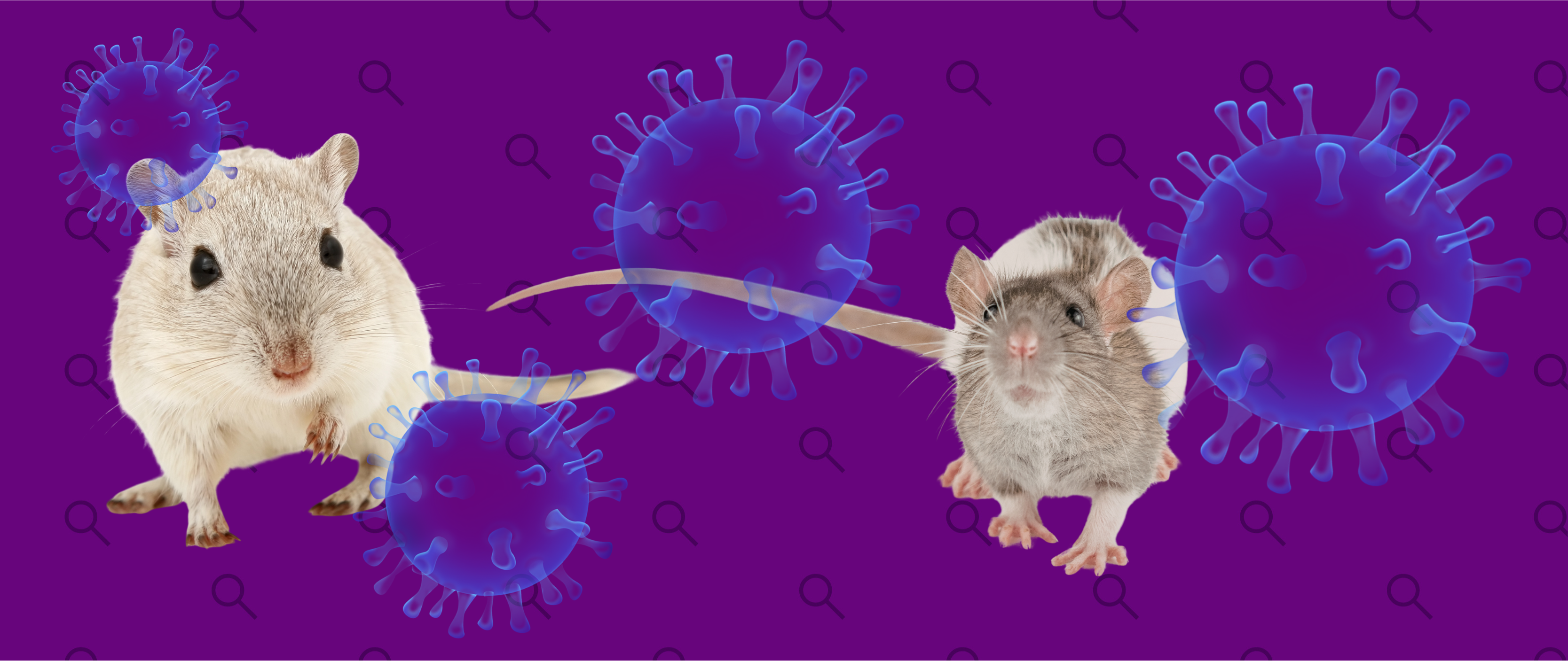 ¿Qué es el hantavirus y qué sabemos del brote en un crucero?