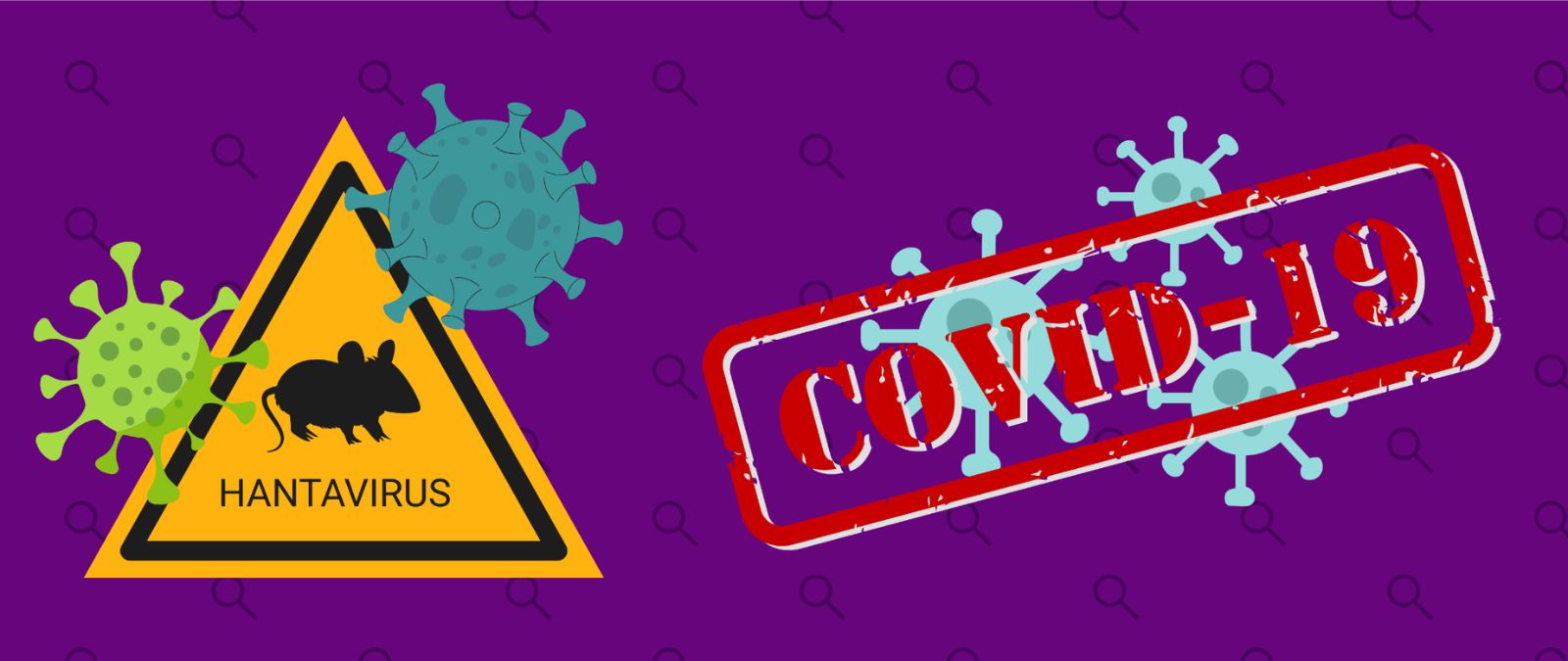 ¿Puede llevarnos el brote de hantavirus a la misma situación que el COVID-19? Expertos y organismos sanitarios lo descartan