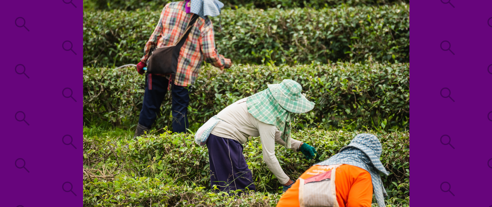 Trabajadores agrícolas enfrentan el calor sin una norma federal: un programa busca llenar ese vacío