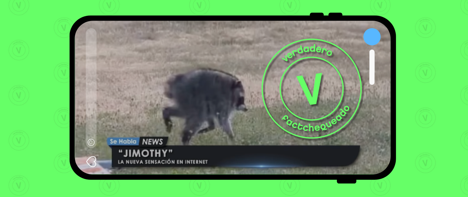 Sí, las imágenes de Jimothy, el mapache con una afección en la columna, son reales y no fueron creadas con IA
